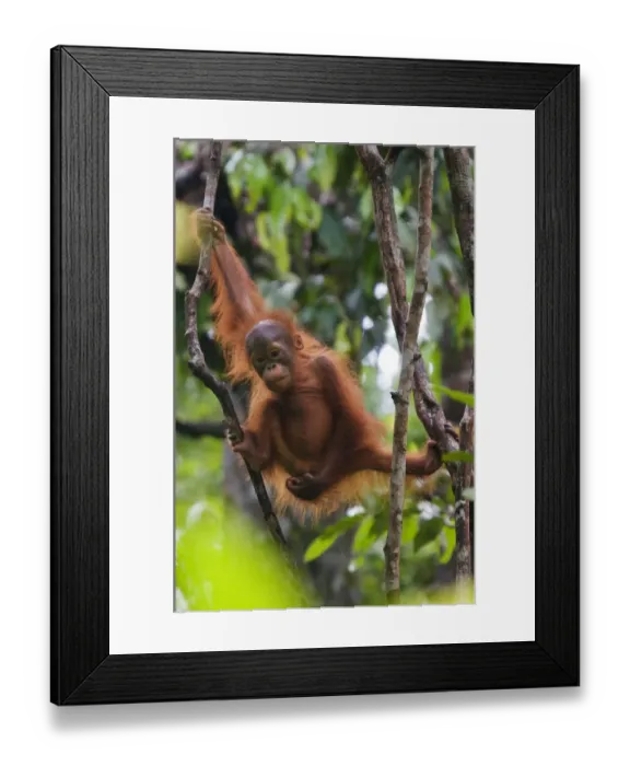 Framed Print : Orang utan (Pongo pygmaeus) baby climbing in branches of tree, Semengoh Nature reserve Framed Print : Orang utan (Pongo pygmaeus) baby climbing in branches of tree, Semengoh Nature reserve