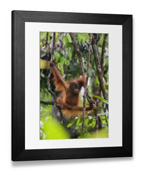 Framed Print : Orang utan (Pongo pygmaeus) baby climbing in branches of tree, Semengoh Nature reserve Framed Print : Orang utan (Pongo pygmaeus) baby climbing in branches of tree, Semengoh Nature reserve