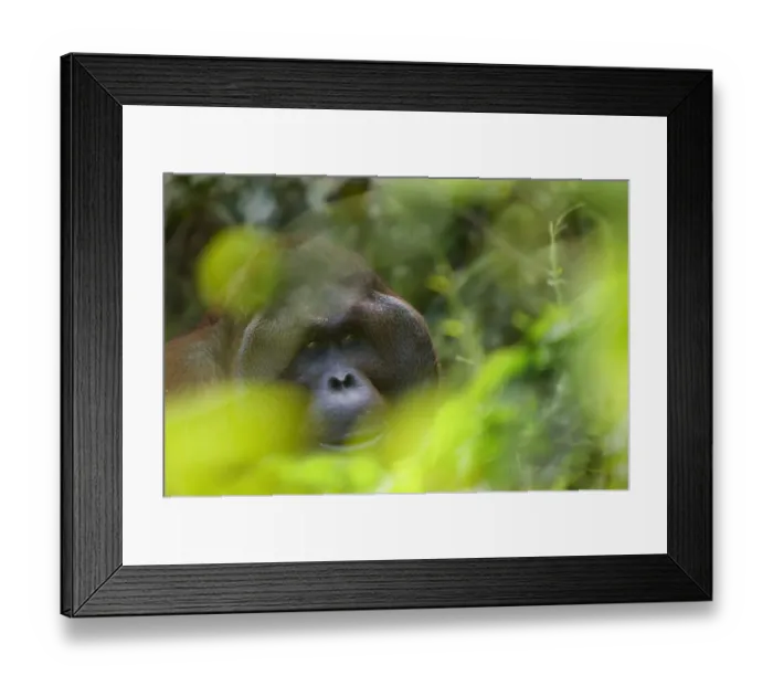 Framed Print : Orang utan (Pongo pygmaeus) head portrait of dominant male Richie, Semengoh Nature reserve