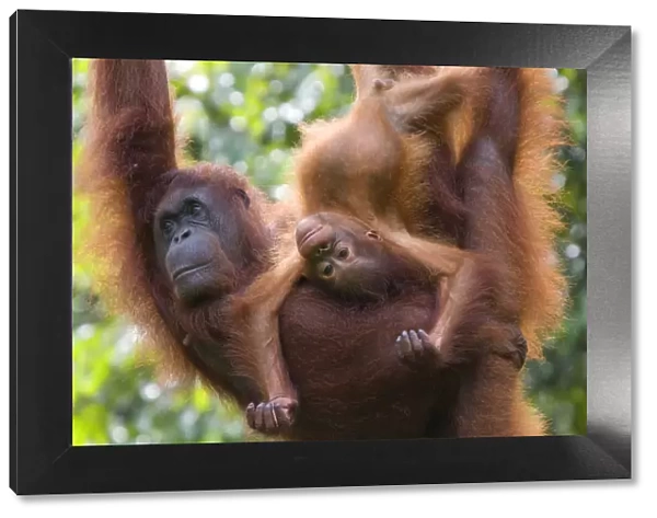 Orang utan (Pongo pygmaeus) portrait of mother and baby, Semengoh Nature reserve