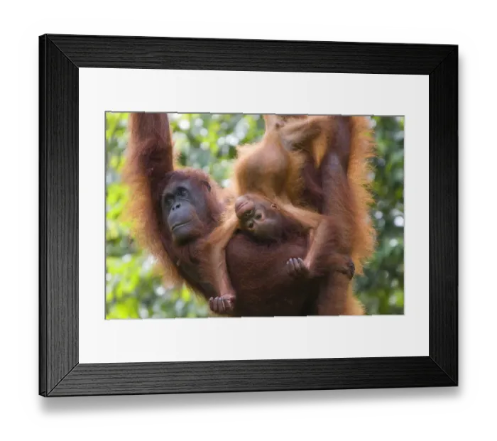 Framed Print : Orang utan (Pongo pygmaeus) portrait of mother and baby, Semengoh Nature reserve Framed Print : Orang utan (Pongo pygmaeus) portrait of mother and baby, Semengoh Nature reserve