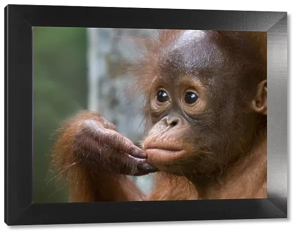 Orang utan baby (Pongo pygmaeus) head portrait, holding fingers to mouth, Semengoh Nature reserve