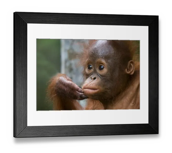 Framed Print : Orang utan baby (Pongo pygmaeus) head portrait, holding fingers to mouth, Semengoh Nature reserve Framed Print : Orang utan baby (Pongo pygmaeus) head portrait, holding fingers to mouth, Semengoh Nature reserve