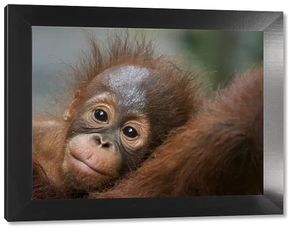 Orang utan baby (Pongo pygmaeus) head portrait, lying against adult, Semengoh Nature reserve