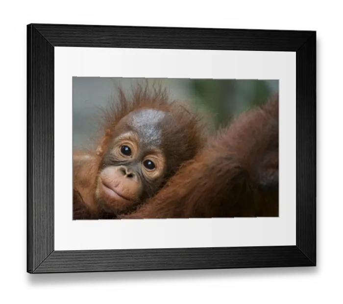 Framed Print : Orang utan baby (Pongo pygmaeus) head portrait, lying against adult, Semengoh Nature reserve Framed Print : Orang utan baby (Pongo pygmaeus) head portrait, lying against adult, Semengoh Nature reserve