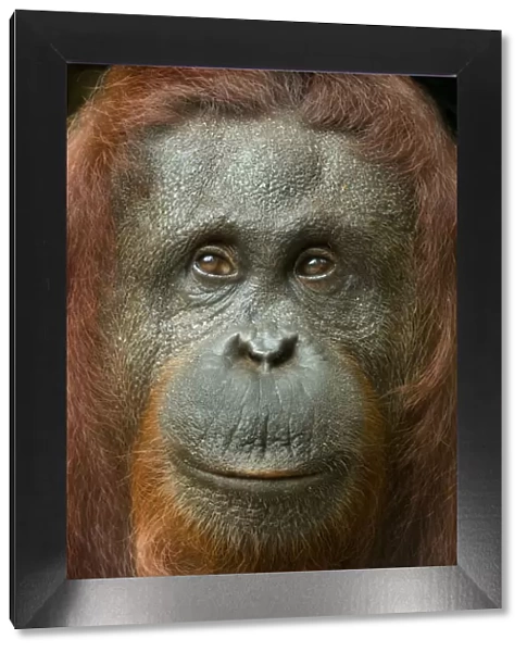 Orang utan (Pongo pygmaeus) head portrait of female, Semengoh Nature reserve, Sarawak