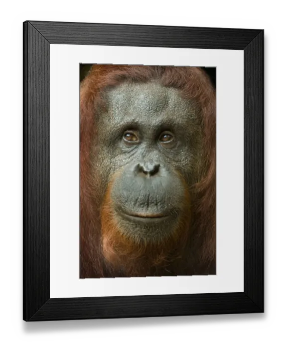 Framed Print : Orang utan (Pongo pygmaeus) head portrait of female, Semengoh Nature reserve, Sarawak Framed Print : Orang utan (Pongo pygmaeus) head portrait of female, Semengoh Nature reserve, Sarawak