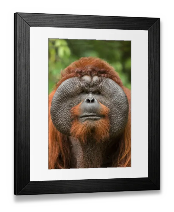 Framed Print : Orang utan (Pongo pygmaeus) head portrait of dominant male called Aman Framed Print : Orang utan (Pongo pygmaeus) head portrait of dominant male called Aman