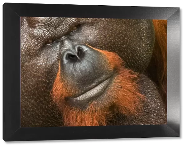 RF- Orang utan (Pongo pygmaeus) head portrait of dominant male and first orangutan