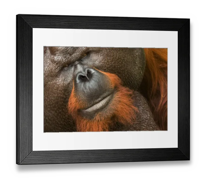 Framed Print : RF- Orang utan (Pongo pygmaeus) head portrait of dominant male and first orangutan Framed Print : RF- Orang utan (Pongo pygmaeus) head portrait of dominant male and first orangutan