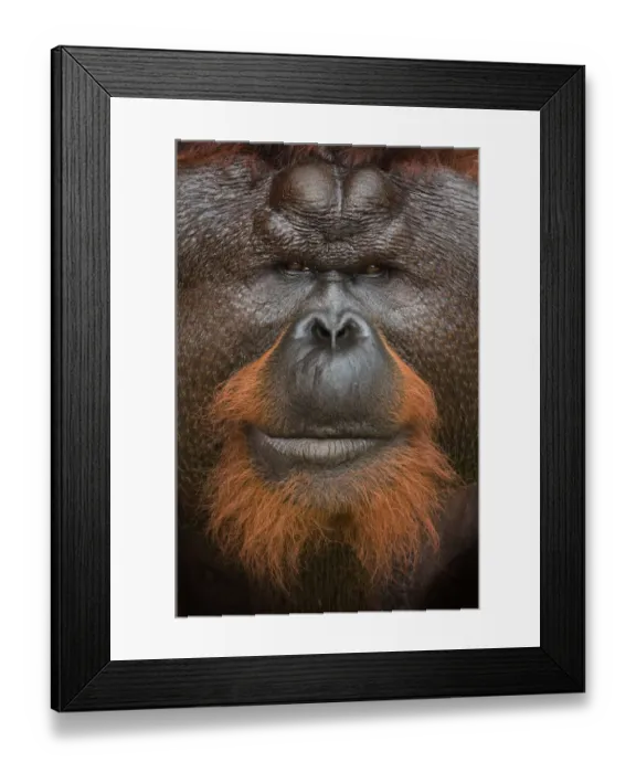 Framed Print : Orang utan (Pongo pygmaeus) head portrait of dominant male called Aman Framed Print : Orang utan (Pongo pygmaeus) head portrait of dominant male called Aman