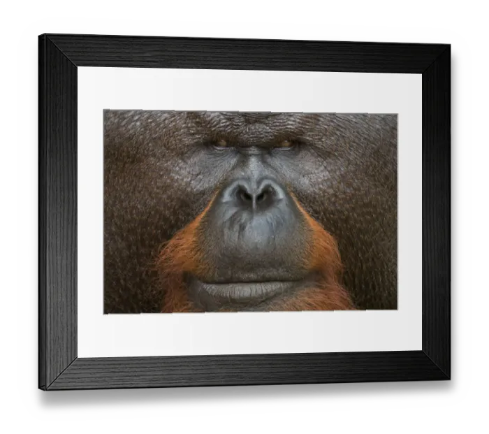 Framed Print : Orang utan (Pongo pygmaeus) head portrait of dominant male called Aman Framed Print : Orang utan (Pongo pygmaeus) head portrait of dominant male called Aman