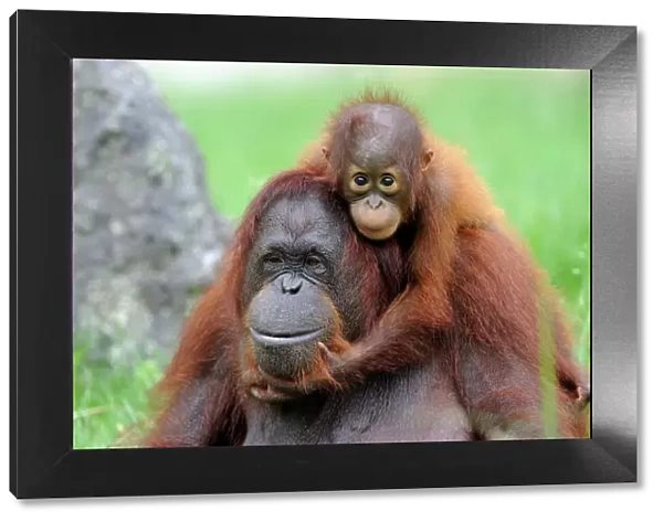 Orang utan (Pongo pygmaeus pygmaeus) portrait of mother with baby, occurs in Borneo