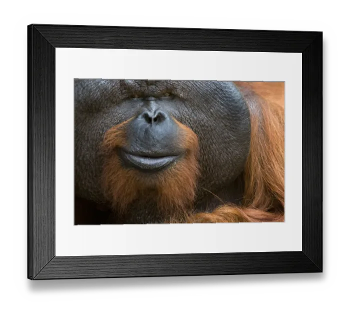 Framed Print : Orang utan (Pongo pygmaeus) head portrait of dominant male called Aman Framed Print : Orang utan (Pongo pygmaeus) head portrait of dominant male called Aman