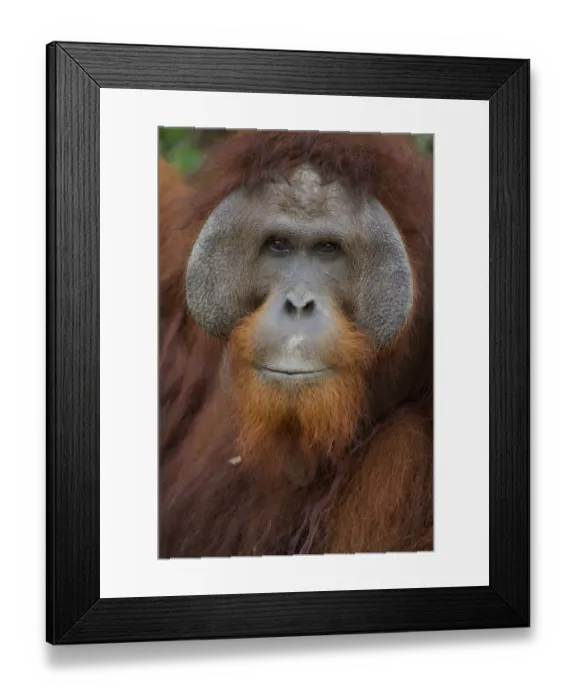Framed Print : Orangutan (Pongo pygmaeus) adult male, Nyaru Menteng Orangutan Reintroduction Project Framed Print : Orangutan (Pongo pygmaeus) adult male, Nyaru Menteng Orangutan Reintroduction Project