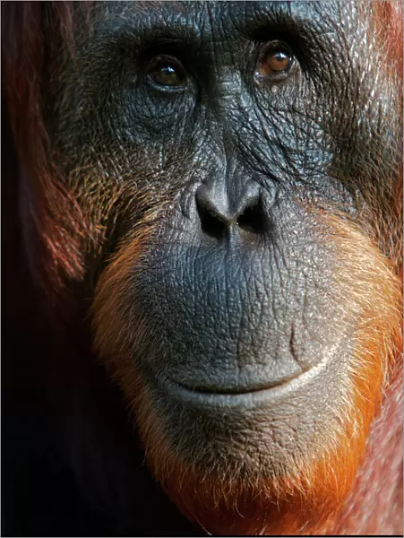 Bornean Orangutan (Pongo pygmaeus) female face portrait, Tanjung Puting reserve
