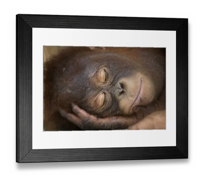 Framed Print : Bornean orangutan (Pongo pygmaeus) juvenile sleeping peacefully, Nyaru Menteng Care Centre Framed Print : Bornean orangutan (Pongo pygmaeus) juvenile sleeping peacefully, Nyaru Menteng Care Centre