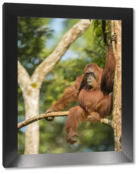 Female Bornean orangutan (Pongo pygmaeus) sitting in a tree, Tanjung Puting National Park