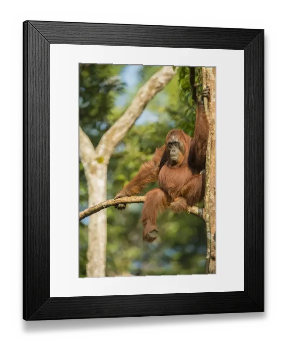 Framed Print : Female Bornean orangutan (Pongo pygmaeus) sitting in a tree, Tanjung Puting National Park Framed Print : Female Bornean orangutan (Pongo pygmaeus) sitting in a tree, Tanjung Puting National Park