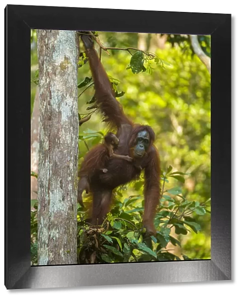 Bornean orangutan (Pongo pygmaeus) mother and infant climbing trees, Tanjung Puting National Park