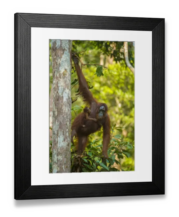 Framed Print : Bornean orangutan (Pongo pygmaeus) mother and infant climbing trees, Tanjung Puting National Park Framed Print : Bornean orangutan (Pongo pygmaeus) mother and infant climbing trees, Tanjung Puting National Park
