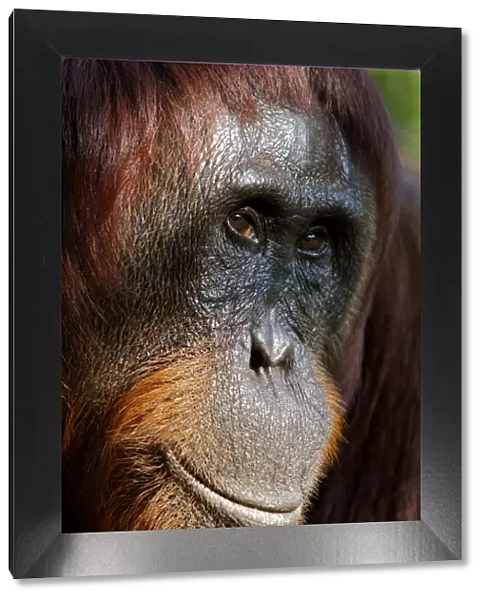 Bornean Orangutan (Pongo pygmaeus) female face portrait, Tanjung Puting reserve, Camp Leakey