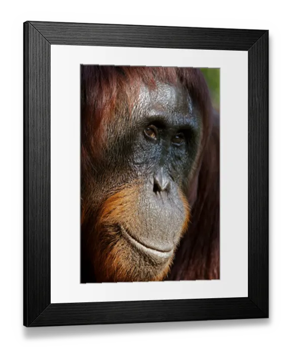 Framed Print : Bornean Orangutan (Pongo pygmaeus) female face portrait, Tanjung Puting reserve, Camp Leakey Framed Print : Bornean Orangutan (Pongo pygmaeus) female face portrait, Tanjung Puting reserve, Camp Leakey