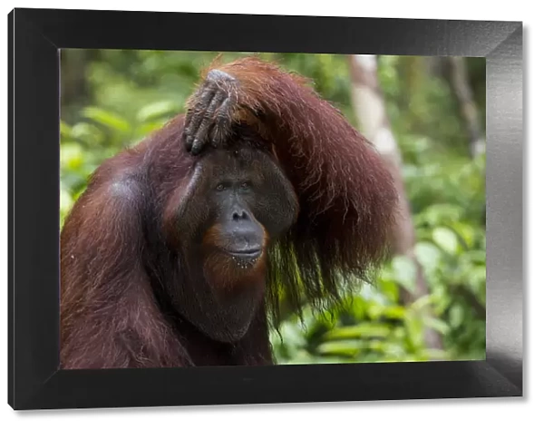 Bornean Orangutan (Pongo pygmaeus) male with hand on his head, Camp Leakey, Tanjung