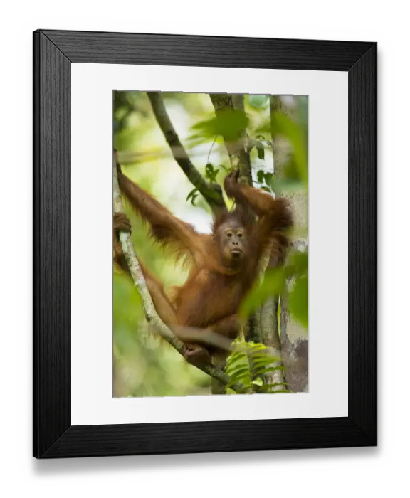 Framed Print : Young Bornean orangutan (Pongo pygmaeus) in trees Tanjung Puting National Park, Borneo-Kalimatan Framed Print : Young Bornean orangutan (Pongo pygmaeus) in trees Tanjung Puting National Park, Borneo-Kalimatan