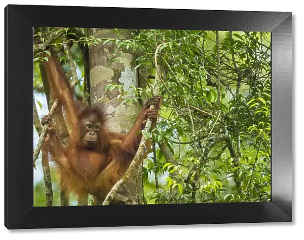 Young Bornean orangutan (Pongo pygmaeus) in trees, Tanjung Puting National Park, Borneo-Kalimatan