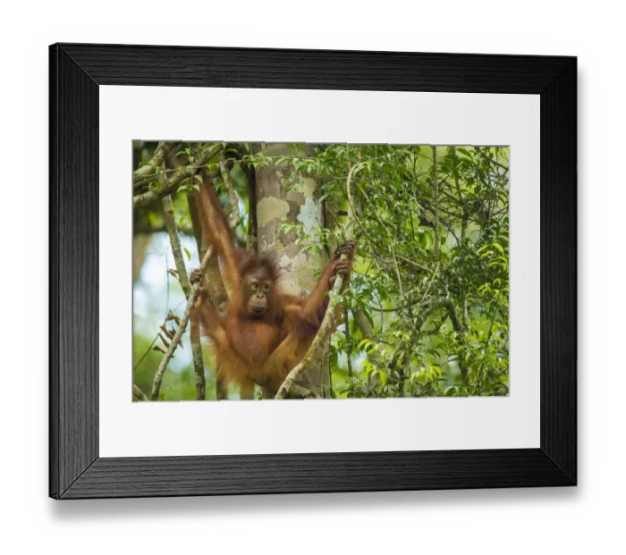 Framed Print : Young Bornean orangutan (Pongo pygmaeus) in trees, Tanjung Puting National Park, Borneo-Kalimatan Framed Print : Young Bornean orangutan (Pongo pygmaeus) in trees, Tanjung Puting National Park, Borneo-Kalimatan