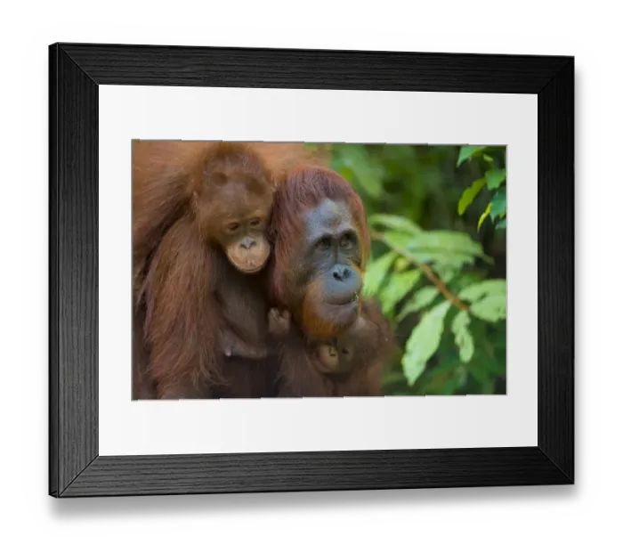 Framed Print : Bornean orangutan (Pongo pygmaeus) mother and babies, Tanjung Puting National Park Framed Print : Bornean orangutan (Pongo pygmaeus) mother and babies, Tanjung Puting National Park