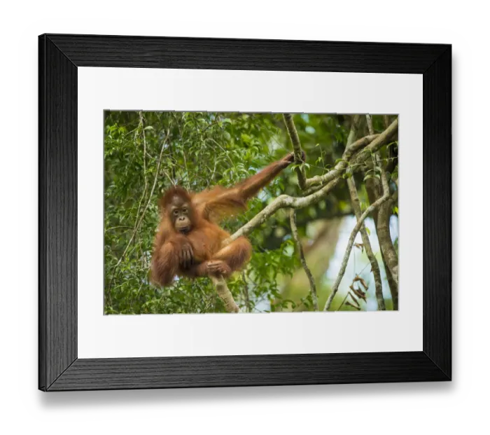 Framed Print : Bornean orangutan (Pongo pygmaeus) baby in tree, Tanjung Puting National Park, Borneo-Kalimatan Framed Print : Bornean orangutan (Pongo pygmaeus) baby in tree, Tanjung Puting National Park, Borneo-Kalimatan