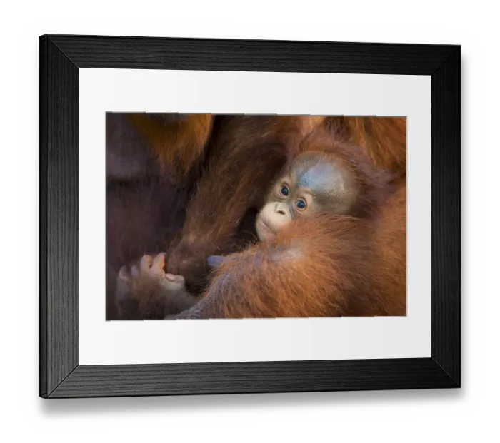 Framed Print : Bornean orangutan (Pongo pygmaeus) mother and baby, Tanjung Puting National Park Framed Print : Bornean orangutan (Pongo pygmaeus) mother and baby, Tanjung Puting National Park