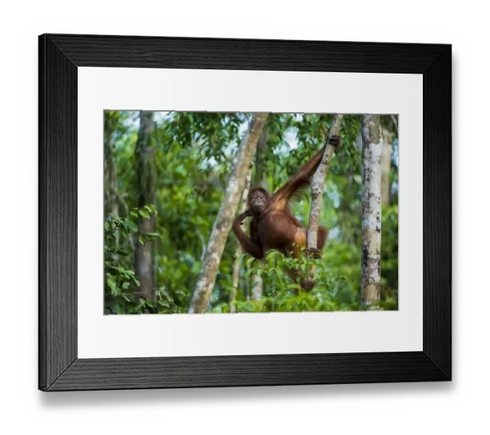 Framed Print : Young Bornean orangutan (Pongo pygmaeus) hanging from a tree, Tanjung Puting National Park Framed Print : Young Bornean orangutan (Pongo pygmaeus) hanging from a tree, Tanjung Puting National Park