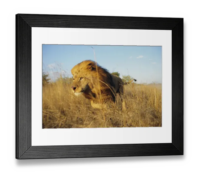 Framed Print : Male Lion running through grass {Panthera leo} Masai Mara, Kenya Framed Print : Male Lion running through grass {Panthera leo} Masai Mara, Kenya