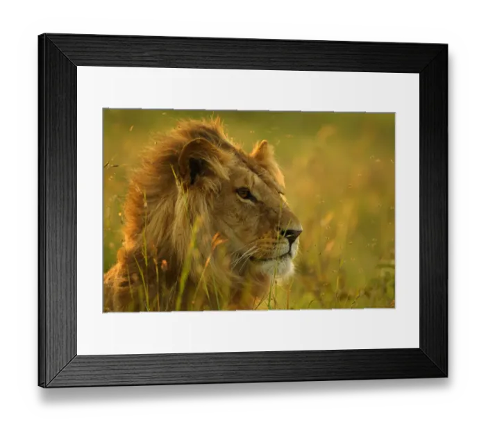 Framed Print : Male Lion head portrait, resting in long grass {Panthera leo} Masai Mara, Kenya, Africa