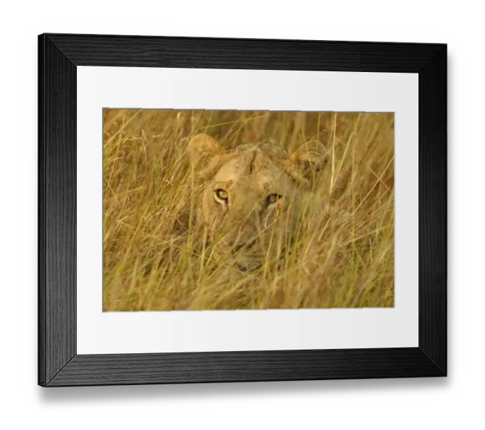 Framed Print : Juvenile lion lying hidden in grass {Panthera leo} Masai Mara, Kenya Framed Print : Juvenile lion lying hidden in grass {Panthera leo} Masai Mara, Kenya