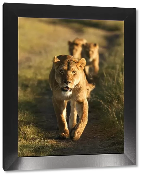 Lioness leading pride {Panthera leo} Masai Mara, Kenya, Africa