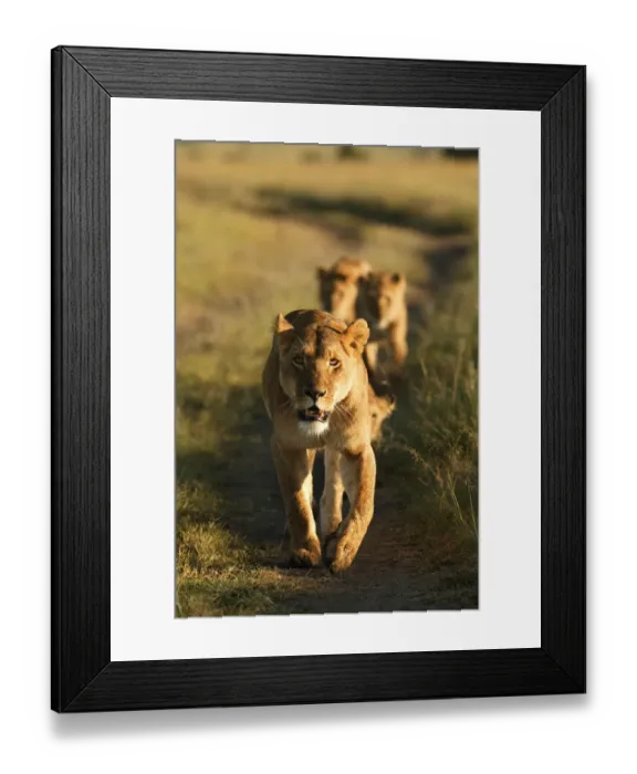 Framed Print : Lioness leading pride {Panthera leo} Masai Mara, Kenya, Africa Framed Print : Lioness leading pride {Panthera leo} Masai Mara, Kenya, Africa