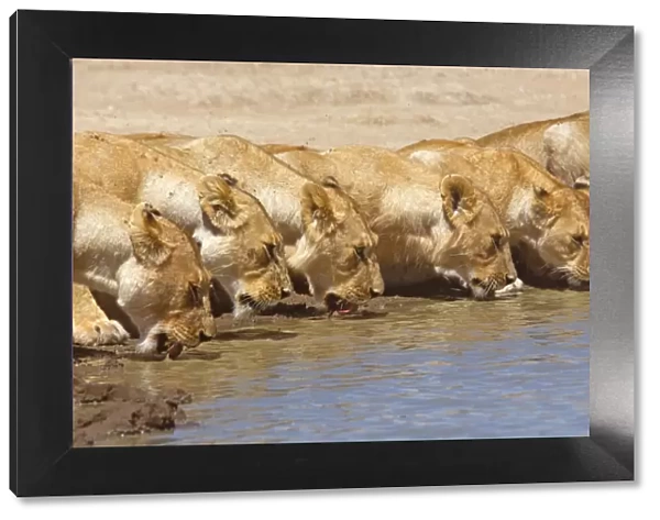 Pride of African lions (Panthera leo) drinking, Tanzania