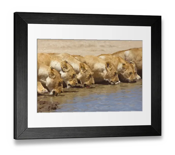 Framed Print : Pride of African lions (Panthera leo) drinking, Tanzania Framed Print : Pride of African lions (Panthera leo) drinking, Tanzania