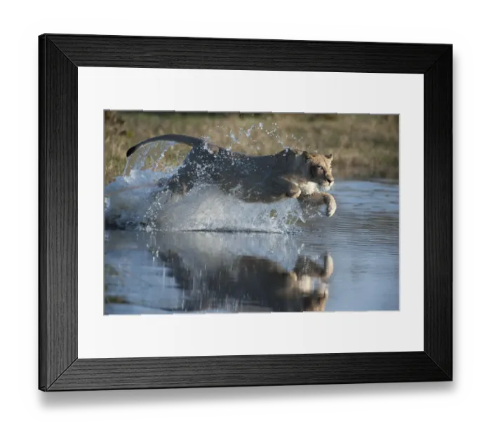 Framed Print : Female African lion (Panthera leo) jumping in to the Khwai river, Okavango Delta Framed Print : Female African lion (Panthera leo) jumping in to the Khwai river, Okavango Delta