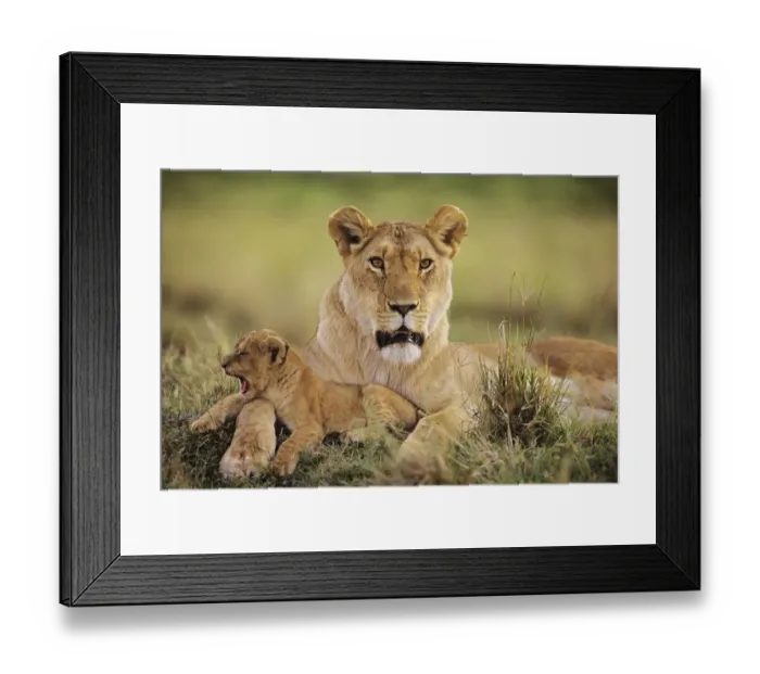 Framed Print : African lion (Panthera leo) with yawning cub, Masai Mara National Reserve, Kenya, January Framed Print : African lion (Panthera leo) with yawning cub, Masai Mara National Reserve, Kenya, January