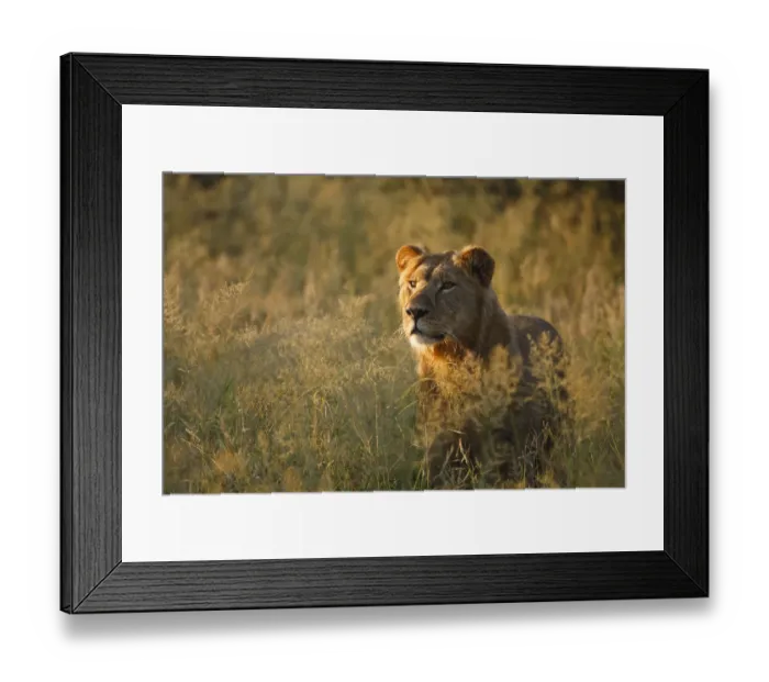 Framed Print : African lion (Panthera leo) male amongst long grass in the wet season, Kalahari Desert Framed Print : African lion (Panthera leo) male amongst long grass in the wet season, Kalahari Desert