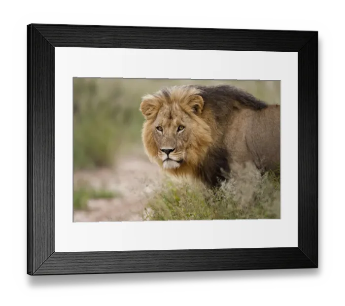Framed Print : Kalahari black maned African lion (Panthera leo) male, Central Kalahari desert, Botswana Framed Print : Kalahari black maned African lion (Panthera leo) male, Central Kalahari desert, Botswana