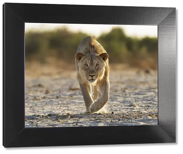 African lion (Panthera leo) young male stalking towards camera, Etosha National Park