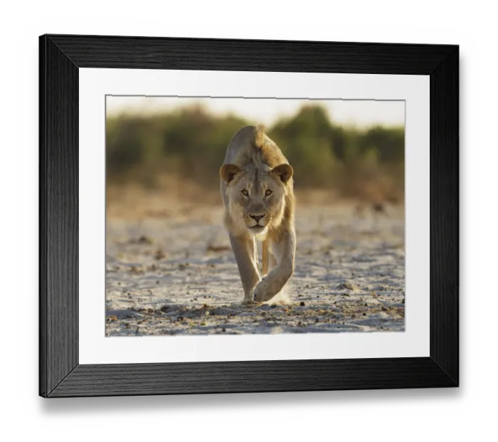 Framed Print : African lion (Panthera leo) young male stalking towards camera, Etosha National Park Framed Print : African lion (Panthera leo) young male stalking towards camera, Etosha National Park