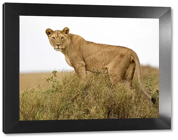 African lion (Panthera leo) pausing to look towards photographer before heading out to hunt