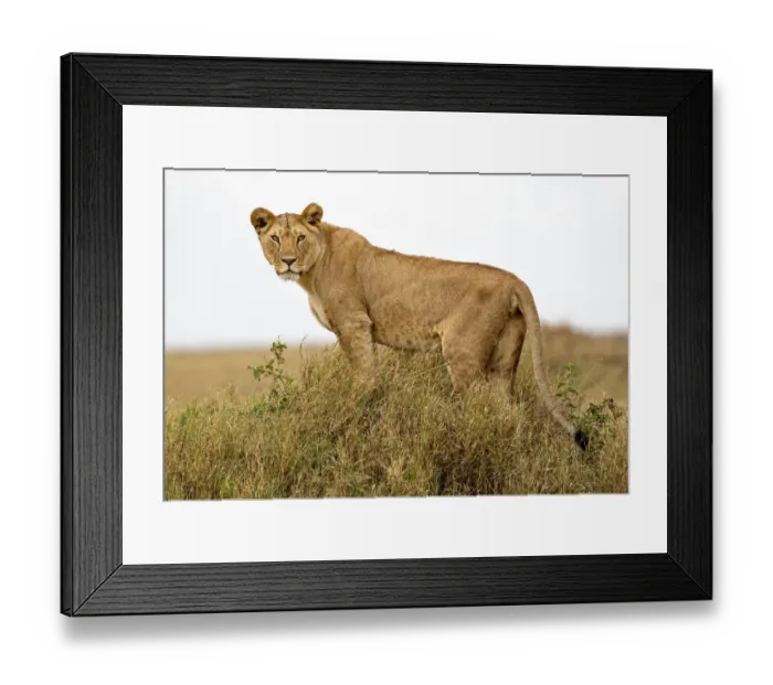 Framed Print : African lion (Panthera leo) pausing to look towards photographer before heading out to hunt Framed Print : African lion (Panthera leo) pausing to look towards photographer before heading out to hunt